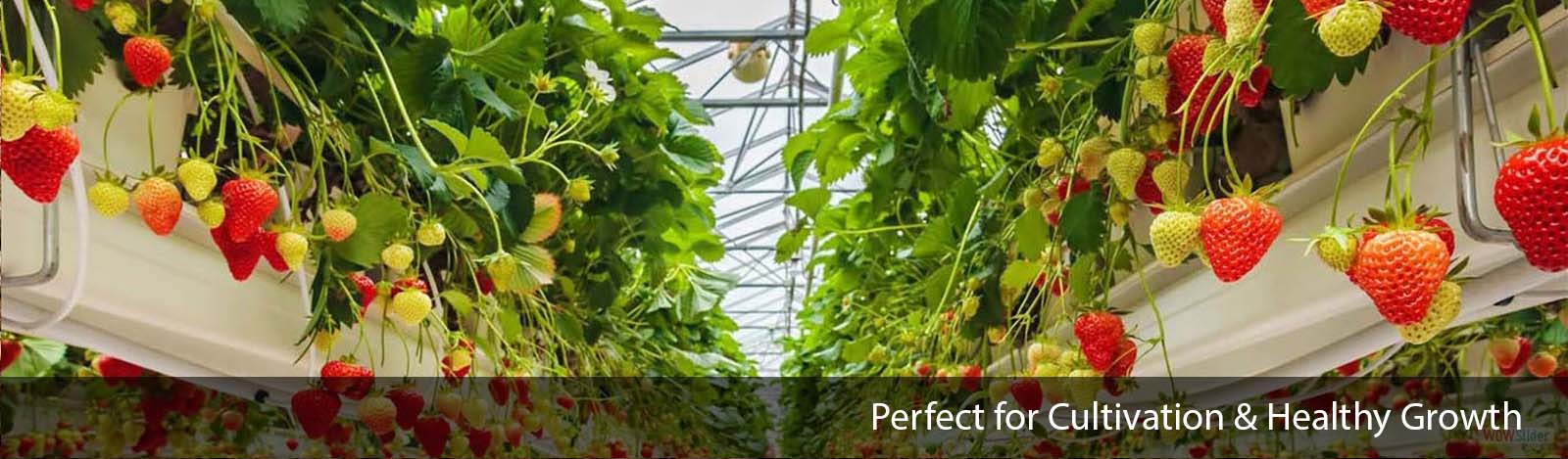 Cocogreen Substrates Grow Bags